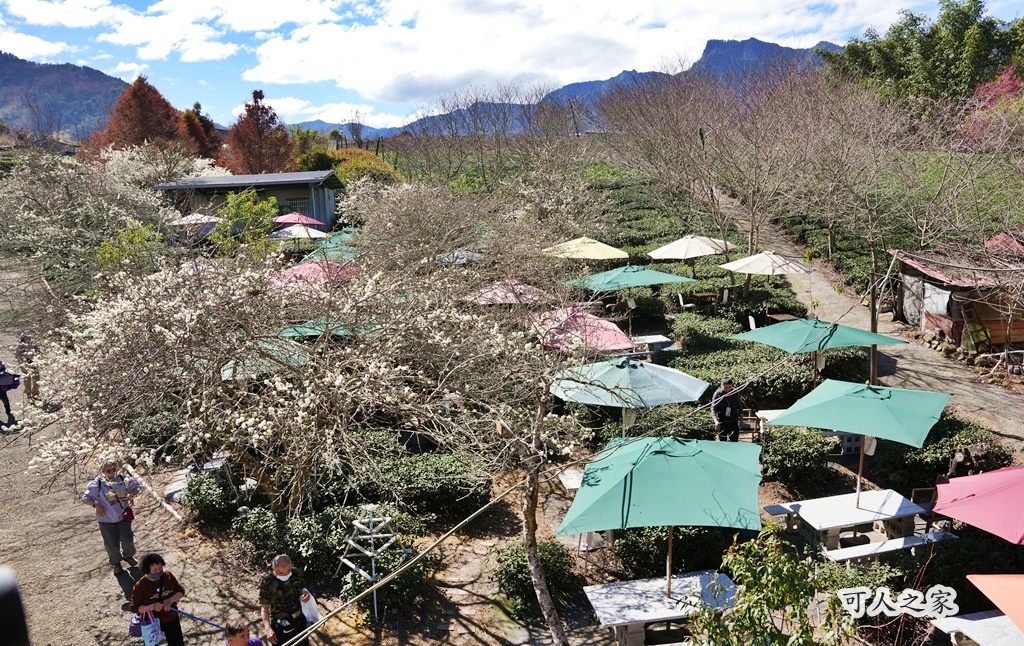 2021草坪頭櫻花季