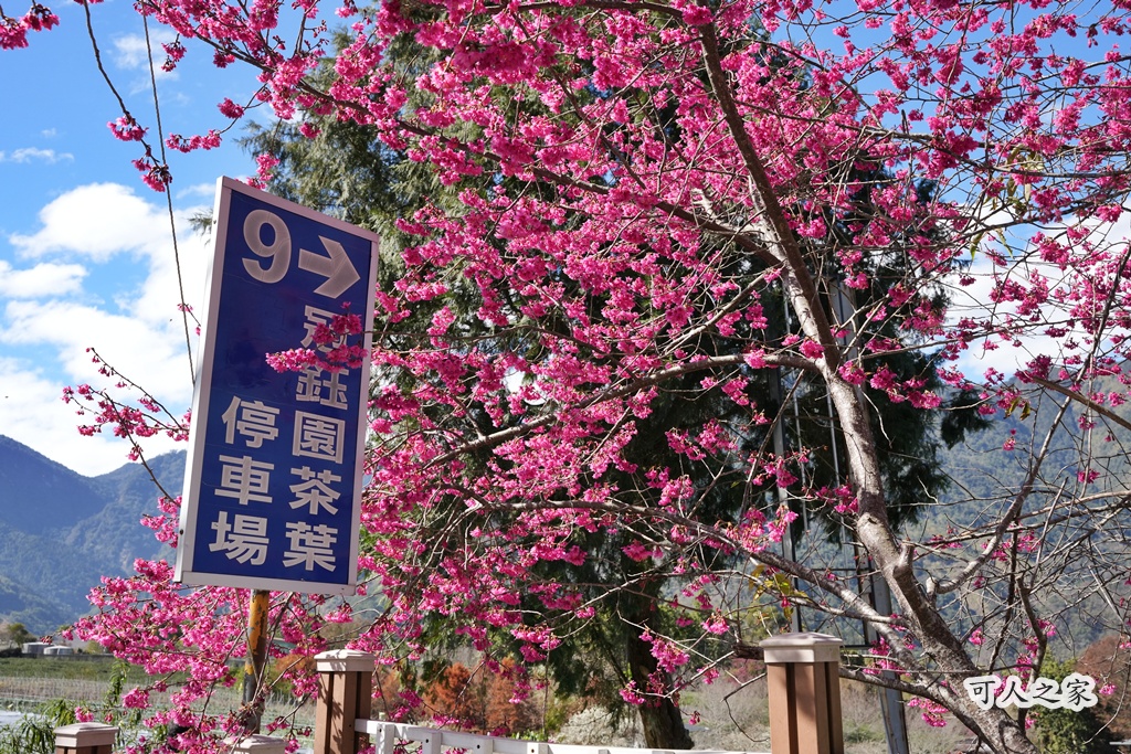 2021草坪頭櫻花季