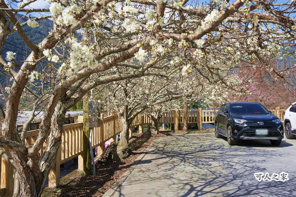 2021草坪頭櫻花季