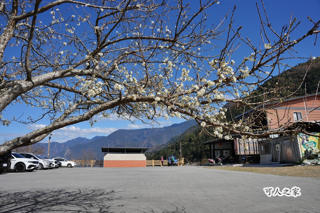 2021草坪頭櫻花季