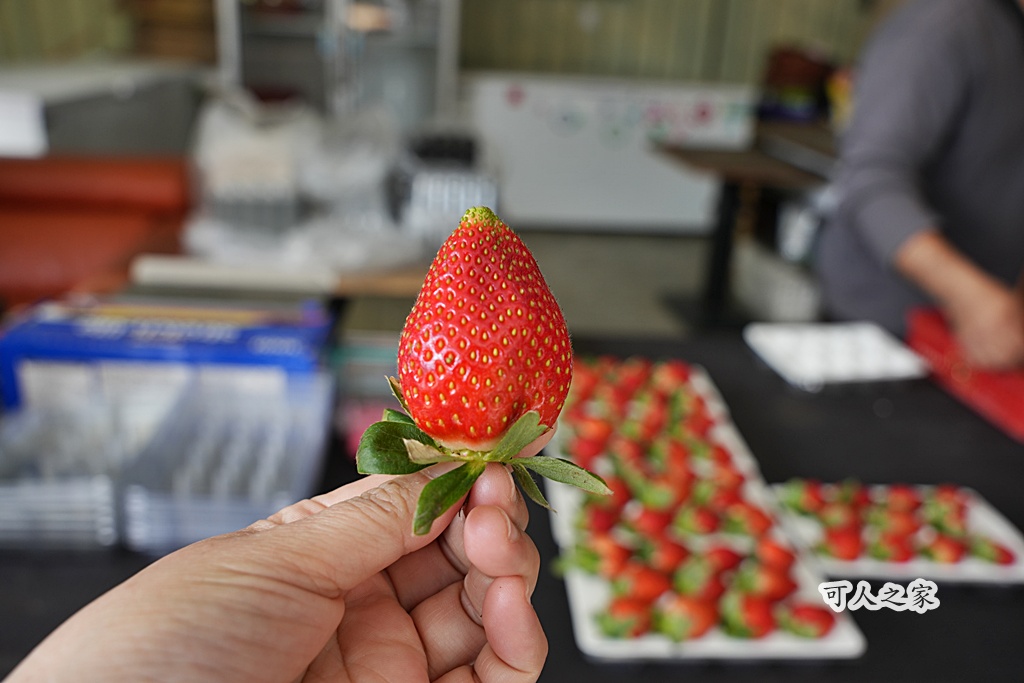 2021草坪頭櫻花季