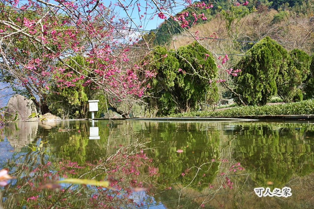 2021草坪頭櫻花季
