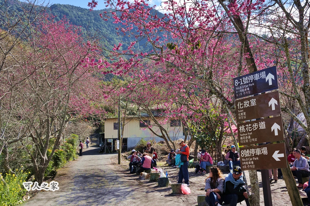 2021草坪頭櫻花季