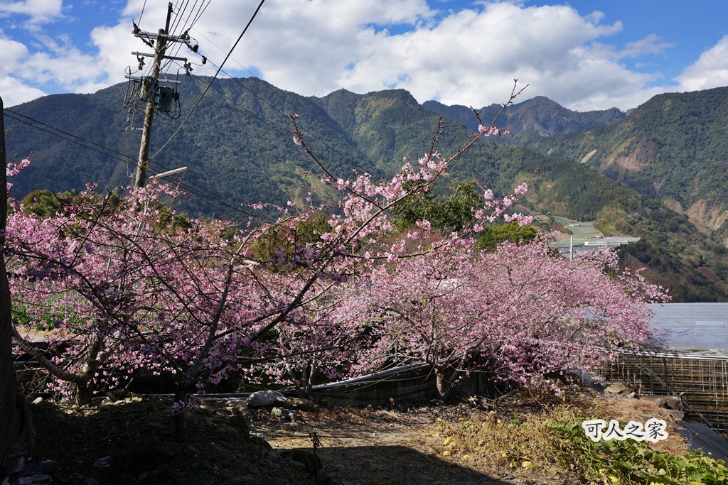 2021草坪頭櫻花季