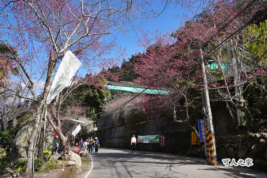 2021草坪頭櫻花季