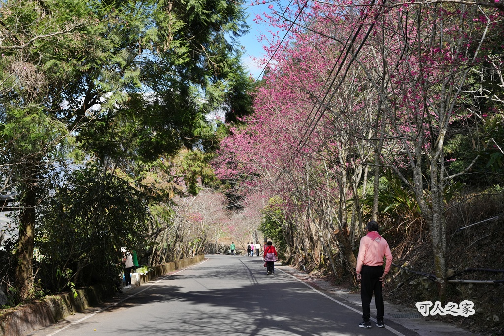 2021草坪頭櫻花季