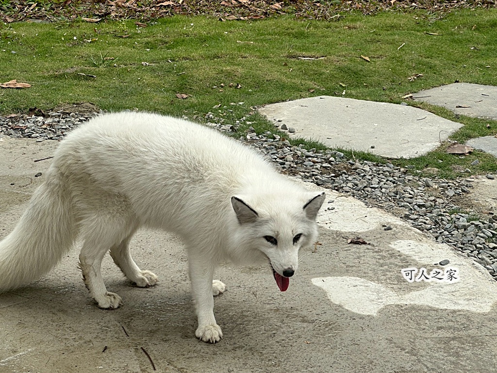 二趾樹懶,互動動物園,內門觀光,動物體驗,土撥鼠,小食蟻獸,栗翅鷹體驗,水豚餵食,狐獴,瓦萊黑鼻羊,親子活動,親近動物,野森動物學校,野森動物學校交通,野森動物學校心得,野森動物學校評價,野森動物學校門票,野森動物學校預約,預約制動物園,高雄假日去哪玩,高雄內門景點,高雄動物園,高雄必去景點,高雄戶外景點,高雄新景點,高雄旅遊,高雄狐狸互動,高雄萌寵園區,高雄親子景點,高雄野森動物學校 二趾樹懶,互動動物園,內門觀光,動物體驗,土撥鼠,小食蟻獸,栗翅鷹體驗,水豚餵食,狐獴,瓦萊黑鼻羊,親子活動,親近動物,野森動物學校,野森動物學校交通,野森動物學校心得,野森動物學校評價,野森動物學校門票,野森動物學校預約,預約制動物園,高雄假日去哪玩,高雄內門景點,高雄動物園,高雄必去景點,高雄戶外景點,高雄新景點,高雄旅遊,高雄狐狸互動,高雄萌寵園區,高雄親子景點,高雄野森動物學校