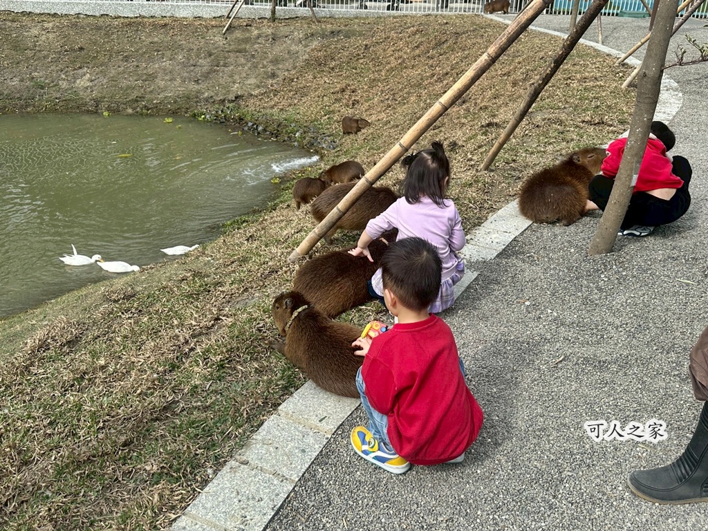 二趾樹懶,互動動物園,內門觀光,動物體驗,土撥鼠,小食蟻獸,栗翅鷹體驗,水豚餵食,狐獴,瓦萊黑鼻羊,親子活動,親近動物,野森動物學校,野森動物學校交通,野森動物學校心得,野森動物學校評價,野森動物學校門票,野森動物學校預約,預約制動物園,高雄假日去哪玩,高雄內門景點,高雄動物園,高雄必去景點,高雄戶外景點,高雄新景點,高雄旅遊,高雄狐狸互動,高雄萌寵園區,高雄親子景點,高雄野森動物學校 二趾樹懶,互動動物園,內門觀光,動物體驗,土撥鼠,小食蟻獸,栗翅鷹體驗,水豚餵食,狐獴,瓦萊黑鼻羊,親子活動,親近動物,野森動物學校,野森動物學校交通,野森動物學校心得,野森動物學校評價,野森動物學校門票,野森動物學校預約,預約制動物園,高雄假日去哪玩,高雄內門景點,高雄動物園,高雄必去景點,高雄戶外景點,高雄新景點,高雄旅遊,高雄狐狸互動,高雄萌寵園區,高雄親子景點,高雄野森動物學校