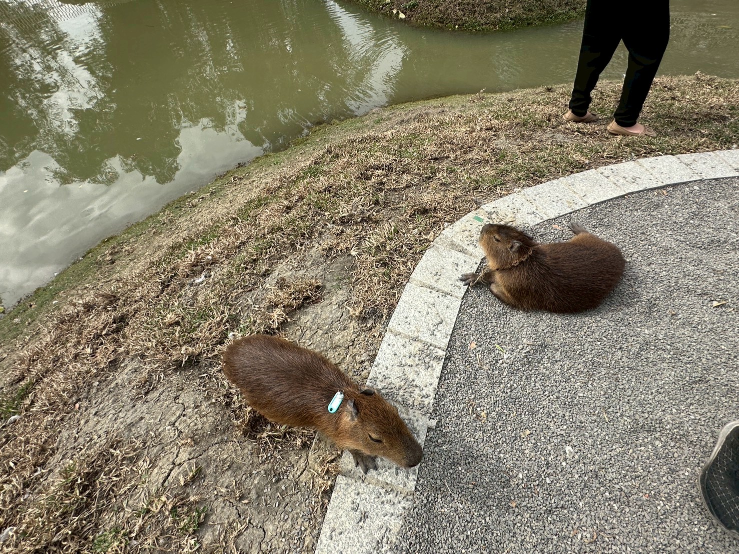 二趾樹懶,互動動物園,內門觀光,動物體驗,土撥鼠,小食蟻獸,栗翅鷹體驗,水豚餵食,狐獴,瓦萊黑鼻羊,親子活動,親近動物,野森動物學校,野森動物學校交通,野森動物學校心得,野森動物學校評價,野森動物學校門票,野森動物學校預約,預約制動物園,高雄假日去哪玩,高雄內門景點,高雄動物園,高雄必去景點,高雄戶外景點,高雄新景點,高雄旅遊,高雄狐狸互動,高雄萌寵園區,高雄親子景點,高雄野森動物學校 二趾樹懶,互動動物園,內門觀光,動物體驗,土撥鼠,小食蟻獸,栗翅鷹體驗,水豚餵食,狐獴,瓦萊黑鼻羊,親子活動,親近動物,野森動物學校,野森動物學校交通,野森動物學校心得,野森動物學校評價,野森動物學校門票,野森動物學校預約,預約制動物園,高雄假日去哪玩,高雄內門景點,高雄動物園,高雄必去景點,高雄戶外景點,高雄新景點,高雄旅遊,高雄狐狸互動,高雄萌寵園區,高雄親子景點,高雄野森動物學校