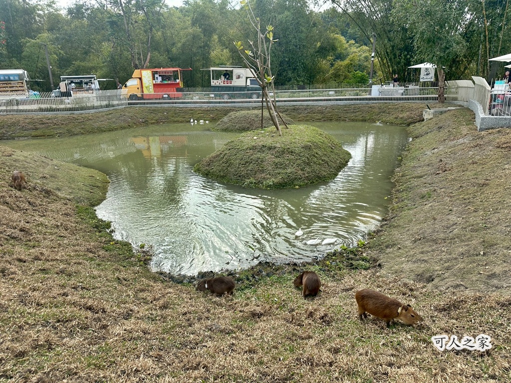 二趾樹懶,互動動物園,內門觀光,動物體驗,土撥鼠,小食蟻獸,栗翅鷹體驗,水豚餵食,狐獴,瓦萊黑鼻羊,親子活動,親近動物,野森動物學校,野森動物學校交通,野森動物學校心得,野森動物學校評價,野森動物學校門票,野森動物學校預約,預約制動物園,高雄假日去哪玩,高雄內門景點,高雄動物園,高雄必去景點,高雄戶外景點,高雄新景點,高雄旅遊,高雄狐狸互動,高雄萌寵園區,高雄親子景點,高雄野森動物學校