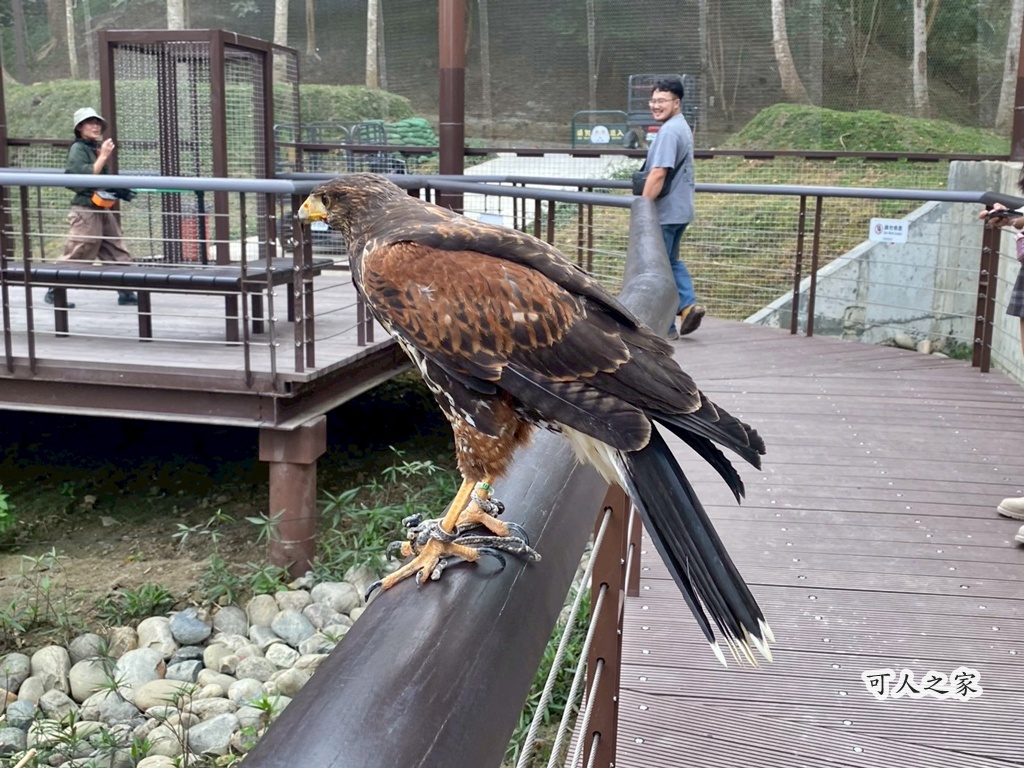 二趾樹懶,互動動物園,內門觀光,動物體驗,土撥鼠,小食蟻獸,栗翅鷹體驗,水豚餵食,狐獴,瓦萊黑鼻羊,親子活動,親近動物,野森動物學校,野森動物學校交通,野森動物學校心得,野森動物學校評價,野森動物學校門票,野森動物學校預約,預約制動物園,高雄假日去哪玩,高雄內門景點,高雄動物園,高雄必去景點,高雄戶外景點,高雄新景點,高雄旅遊,高雄狐狸互動,高雄萌寵園區,高雄親子景點,高雄野森動物學校 二趾樹懶,互動動物園,內門觀光,動物體驗,土撥鼠,小食蟻獸,栗翅鷹體驗,水豚餵食,狐獴,瓦萊黑鼻羊,親子活動,親近動物,野森動物學校,野森動物學校交通,野森動物學校心得,野森動物學校評價,野森動物學校門票,野森動物學校預約,預約制動物園,高雄假日去哪玩,高雄內門景點,高雄動物園,高雄必去景點,高雄戶外景點,高雄新景點,高雄旅遊,高雄狐狸互動,高雄萌寵園區,高雄親子景點,高雄野森動物學校