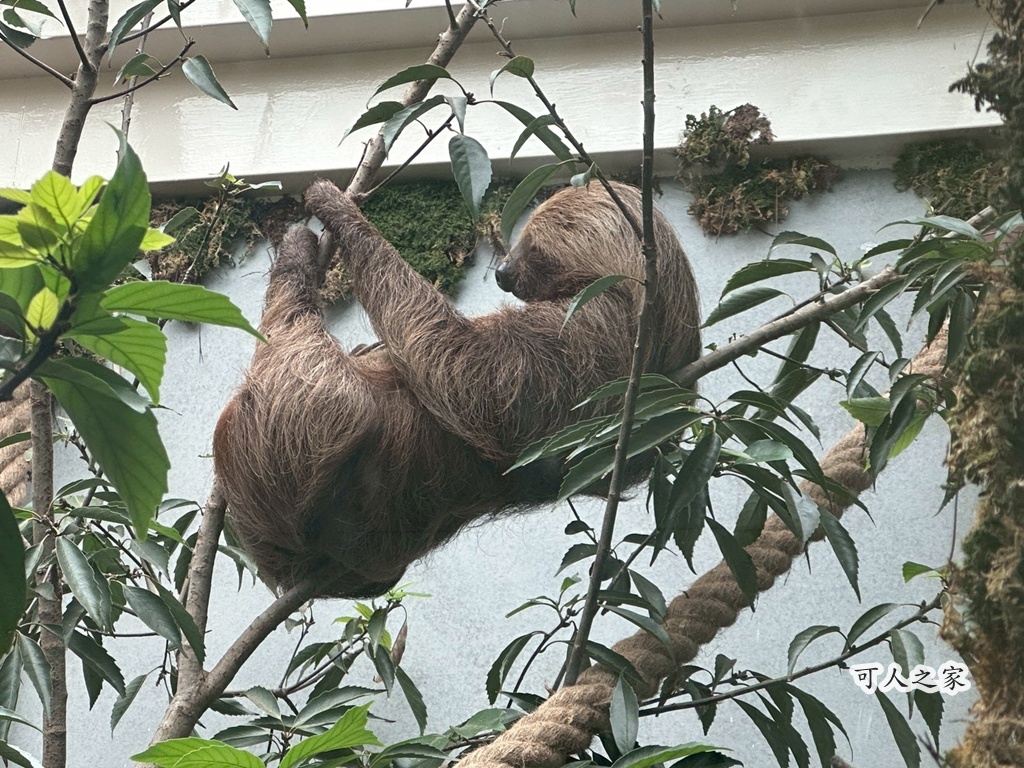 二趾樹懶,互動動物園,內門觀光,動物體驗,土撥鼠,小食蟻獸,栗翅鷹體驗,水豚餵食,狐獴,瓦萊黑鼻羊,親子活動,親近動物,野森動物學校,野森動物學校交通,野森動物學校心得,野森動物學校評價,野森動物學校門票,野森動物學校預約,預約制動物園,高雄假日去哪玩,高雄內門景點,高雄動物園,高雄必去景點,高雄戶外景點,高雄新景點,高雄旅遊,高雄狐狸互動,高雄萌寵園區,高雄親子景點,高雄野森動物學校 二趾樹懶,互動動物園,內門觀光,動物體驗,土撥鼠,小食蟻獸,栗翅鷹體驗,水豚餵食,狐獴,瓦萊黑鼻羊,親子活動,親近動物,野森動物學校,野森動物學校交通,野森動物學校心得,野森動物學校評價,野森動物學校門票,野森動物學校預約,預約制動物園,高雄假日去哪玩,高雄內門景點,高雄動物園,高雄必去景點,高雄戶外景點,高雄新景點,高雄旅遊,高雄狐狸互動,高雄萌寵園區,高雄親子景點,高雄野森動物學校
