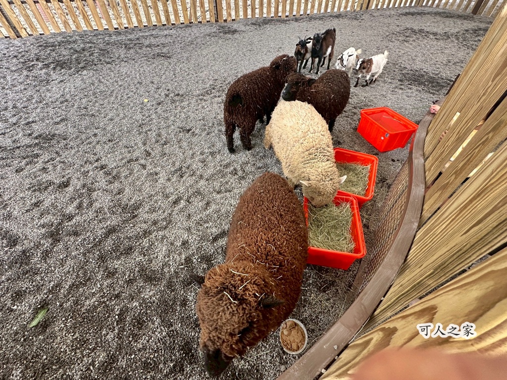二趾樹懶,互動動物園,內門觀光,動物體驗,土撥鼠,小食蟻獸,栗翅鷹體驗,水豚餵食,狐獴,瓦萊黑鼻羊,親子活動,親近動物,野森動物學校,野森動物學校交通,野森動物學校心得,野森動物學校評價,野森動物學校門票,野森動物學校預約,預約制動物園,高雄假日去哪玩,高雄內門景點,高雄動物園,高雄必去景點,高雄戶外景點,高雄新景點,高雄旅遊,高雄狐狸互動,高雄萌寵園區,高雄親子景點,高雄野森動物學校 二趾樹懶,互動動物園,內門觀光,動物體驗,土撥鼠,小食蟻獸,栗翅鷹體驗,水豚餵食,狐獴,瓦萊黑鼻羊,親子活動,親近動物,野森動物學校,野森動物學校交通,野森動物學校心得,野森動物學校評價,野森動物學校門票,野森動物學校預約,預約制動物園,高雄假日去哪玩,高雄內門景點,高雄動物園,高雄必去景點,高雄戶外景點,高雄新景點,高雄旅遊,高雄狐狸互動,高雄萌寵園區,高雄親子景點,高雄野森動物學校