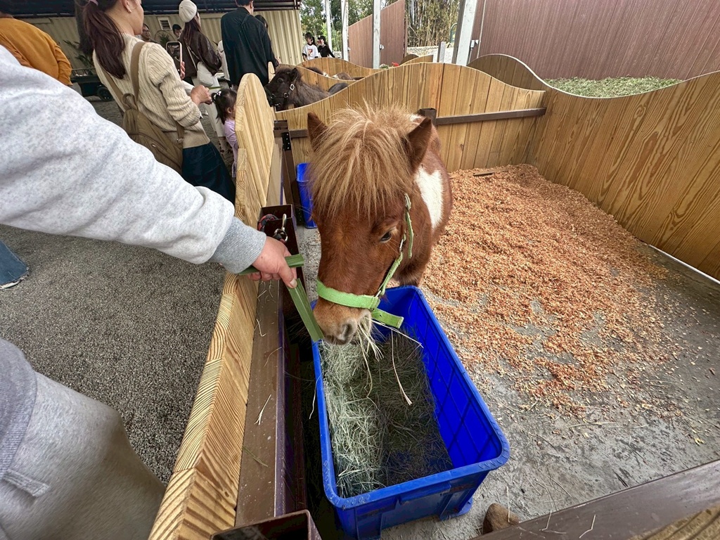 二趾樹懶,互動動物園,內門觀光,動物體驗,土撥鼠,小食蟻獸,栗翅鷹體驗,水豚餵食,狐獴,瓦萊黑鼻羊,親子活動,親近動物,野森動物學校,野森動物學校交通,野森動物學校心得,野森動物學校評價,野森動物學校門票,野森動物學校預約,預約制動物園,高雄假日去哪玩,高雄內門景點,高雄動物園,高雄必去景點,高雄戶外景點,高雄新景點,高雄旅遊,高雄狐狸互動,高雄萌寵園區,高雄親子景點,高雄野森動物學校