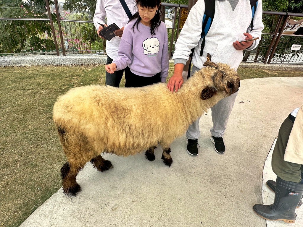 二趾樹懶,互動動物園,內門觀光,動物體驗,土撥鼠,小食蟻獸,栗翅鷹體驗,水豚餵食,狐獴,瓦萊黑鼻羊,親子活動,親近動物,野森動物學校,野森動物學校交通,野森動物學校心得,野森動物學校評價,野森動物學校門票,野森動物學校預約,預約制動物園,高雄假日去哪玩,高雄內門景點,高雄動物園,高雄必去景點,高雄戶外景點,高雄新景點,高雄旅遊,高雄狐狸互動,高雄萌寵園區,高雄親子景點,高雄野森動物學校