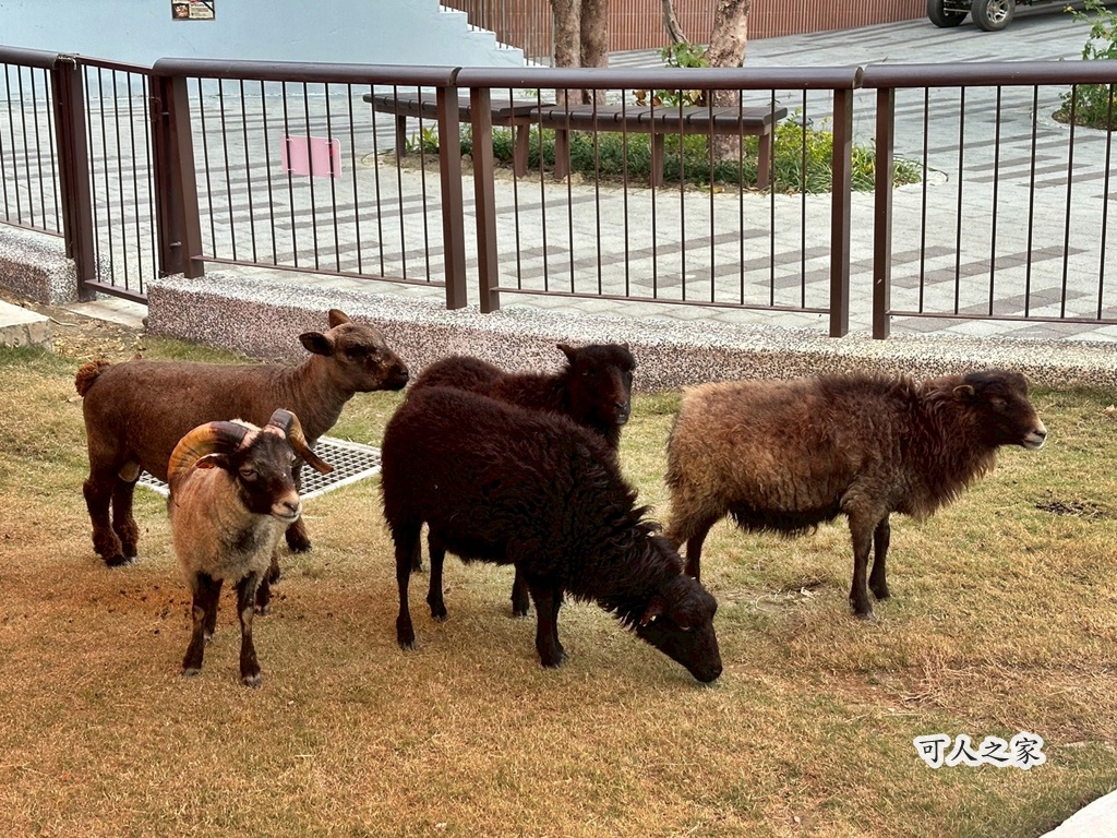 二趾樹懶,互動動物園,內門觀光,動物體驗,土撥鼠,小食蟻獸,栗翅鷹體驗,水豚餵食,狐獴,瓦萊黑鼻羊,親子活動,親近動物,野森動物學校,野森動物學校交通,野森動物學校心得,野森動物學校評價,野森動物學校門票,野森動物學校預約,預約制動物園,高雄假日去哪玩,高雄內門景點,高雄動物園,高雄必去景點,高雄戶外景點,高雄新景點,高雄旅遊,高雄狐狸互動,高雄萌寵園區,高雄親子景點,高雄野森動物學校 二趾樹懶,互動動物園,內門觀光,動物體驗,土撥鼠,小食蟻獸,栗翅鷹體驗,水豚餵食,狐獴,瓦萊黑鼻羊,親子活動,親近動物,野森動物學校,野森動物學校交通,野森動物學校心得,野森動物學校評價,野森動物學校門票,野森動物學校預約,預約制動物園,高雄假日去哪玩,高雄內門景點,高雄動物園,高雄必去景點,高雄戶外景點,高雄新景點,高雄旅遊,高雄狐狸互動,高雄萌寵園區,高雄親子景點,高雄野森動物學校