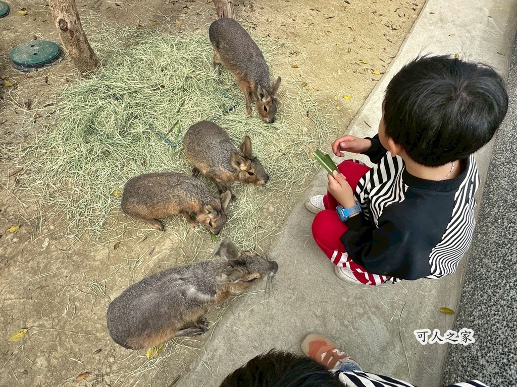 二趾樹懶,互動動物園,內門觀光,動物體驗,土撥鼠,小食蟻獸,栗翅鷹體驗,水豚餵食,狐獴,瓦萊黑鼻羊,親子活動,親近動物,野森動物學校,野森動物學校交通,野森動物學校心得,野森動物學校評價,野森動物學校門票,野森動物學校預約,預約制動物園,高雄假日去哪玩,高雄內門景點,高雄動物園,高雄必去景點,高雄戶外景點,高雄新景點,高雄旅遊,高雄狐狸互動,高雄萌寵園區,高雄親子景點,高雄野森動物學校 二趾樹懶,互動動物園,內門觀光,動物體驗,土撥鼠,小食蟻獸,栗翅鷹體驗,水豚餵食,狐獴,瓦萊黑鼻羊,親子活動,親近動物,野森動物學校,野森動物學校交通,野森動物學校心得,野森動物學校評價,野森動物學校門票,野森動物學校預約,預約制動物園,高雄假日去哪玩,高雄內門景點,高雄動物園,高雄必去景點,高雄戶外景點,高雄新景點,高雄旅遊,高雄狐狸互動,高雄萌寵園區,高雄親子景點,高雄野森動物學校