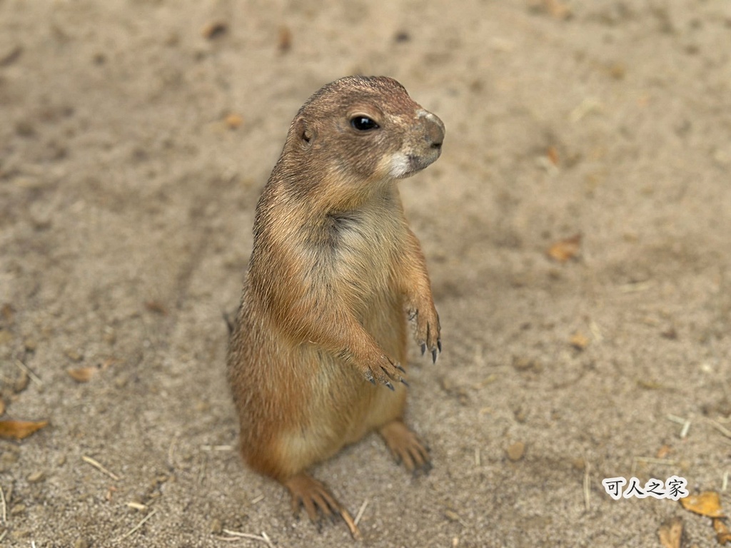 二趾樹懶,互動動物園,內門觀光,動物體驗,土撥鼠,小食蟻獸,栗翅鷹體驗,水豚餵食,狐獴,瓦萊黑鼻羊,親子活動,親近動物,野森動物學校,野森動物學校交通,野森動物學校心得,野森動物學校評價,野森動物學校門票,野森動物學校預約,預約制動物園,高雄假日去哪玩,高雄內門景點,高雄動物園,高雄必去景點,高雄戶外景點,高雄新景點,高雄旅遊,高雄狐狸互動,高雄萌寵園區,高雄親子景點,高雄野森動物學校 二趾樹懶,互動動物園,內門觀光,動物體驗,土撥鼠,小食蟻獸,栗翅鷹體驗,水豚餵食,狐獴,瓦萊黑鼻羊,親子活動,親近動物,野森動物學校,野森動物學校交通,野森動物學校心得,野森動物學校評價,野森動物學校門票,野森動物學校預約,預約制動物園,高雄假日去哪玩,高雄內門景點,高雄動物園,高雄必去景點,高雄戶外景點,高雄新景點,高雄旅遊,高雄狐狸互動,高雄萌寵園區,高雄親子景點,高雄野森動物學校