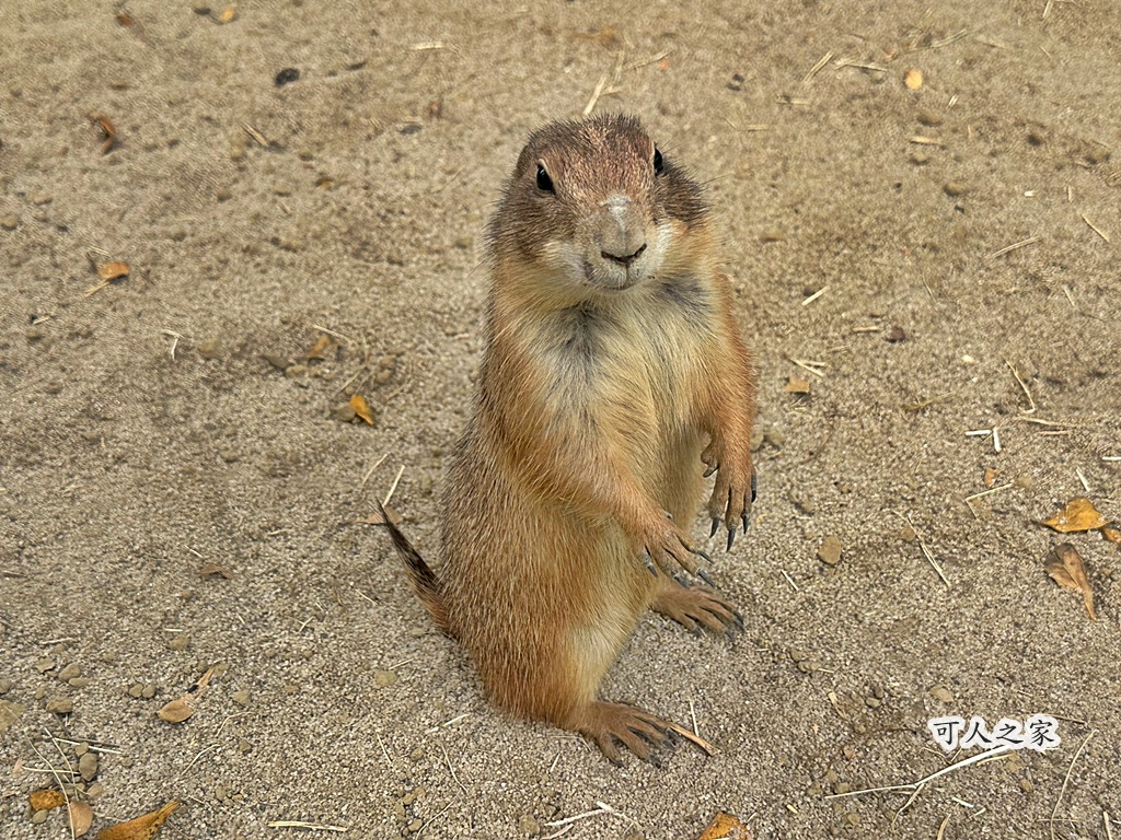 二趾樹懶,互動動物園,內門觀光,動物體驗,土撥鼠,小食蟻獸,栗翅鷹體驗,水豚餵食,狐獴,瓦萊黑鼻羊,親子活動,親近動物,野森動物學校,野森動物學校交通,野森動物學校心得,野森動物學校評價,野森動物學校門票,野森動物學校預約,預約制動物園,高雄假日去哪玩,高雄內門景點,高雄動物園,高雄必去景點,高雄戶外景點,高雄新景點,高雄旅遊,高雄狐狸互動,高雄萌寵園區,高雄親子景點,高雄野森動物學校 二趾樹懶,互動動物園,內門觀光,動物體驗,土撥鼠,小食蟻獸,栗翅鷹體驗,水豚餵食,狐獴,瓦萊黑鼻羊,親子活動,親近動物,野森動物學校,野森動物學校交通,野森動物學校心得,野森動物學校評價,野森動物學校門票,野森動物學校預約,預約制動物園,高雄假日去哪玩,高雄內門景點,高雄動物園,高雄必去景點,高雄戶外景點,高雄新景點,高雄旅遊,高雄狐狸互動,高雄萌寵園區,高雄親子景點,高雄野森動物學校