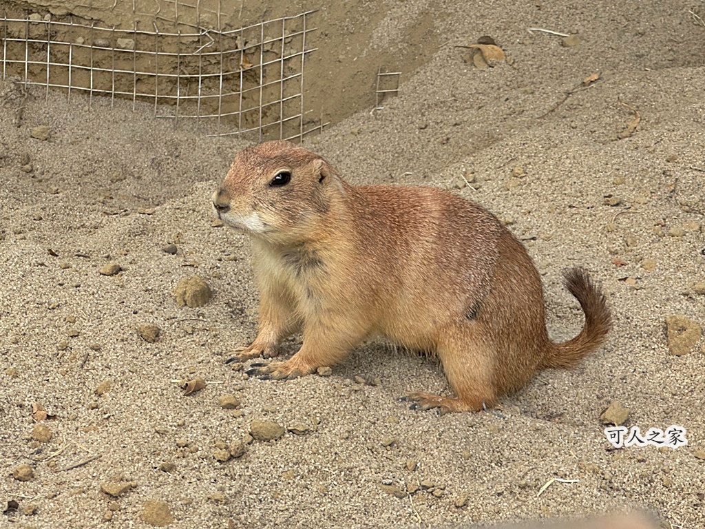 二趾樹懶,互動動物園,內門觀光,動物體驗,土撥鼠,小食蟻獸,栗翅鷹體驗,水豚餵食,狐獴,瓦萊黑鼻羊,親子活動,親近動物,野森動物學校,野森動物學校交通,野森動物學校心得,野森動物學校評價,野森動物學校門票,野森動物學校預約,預約制動物園,高雄假日去哪玩,高雄內門景點,高雄動物園,高雄必去景點,高雄戶外景點,高雄新景點,高雄旅遊,高雄狐狸互動,高雄萌寵園區,高雄親子景點,高雄野森動物學校