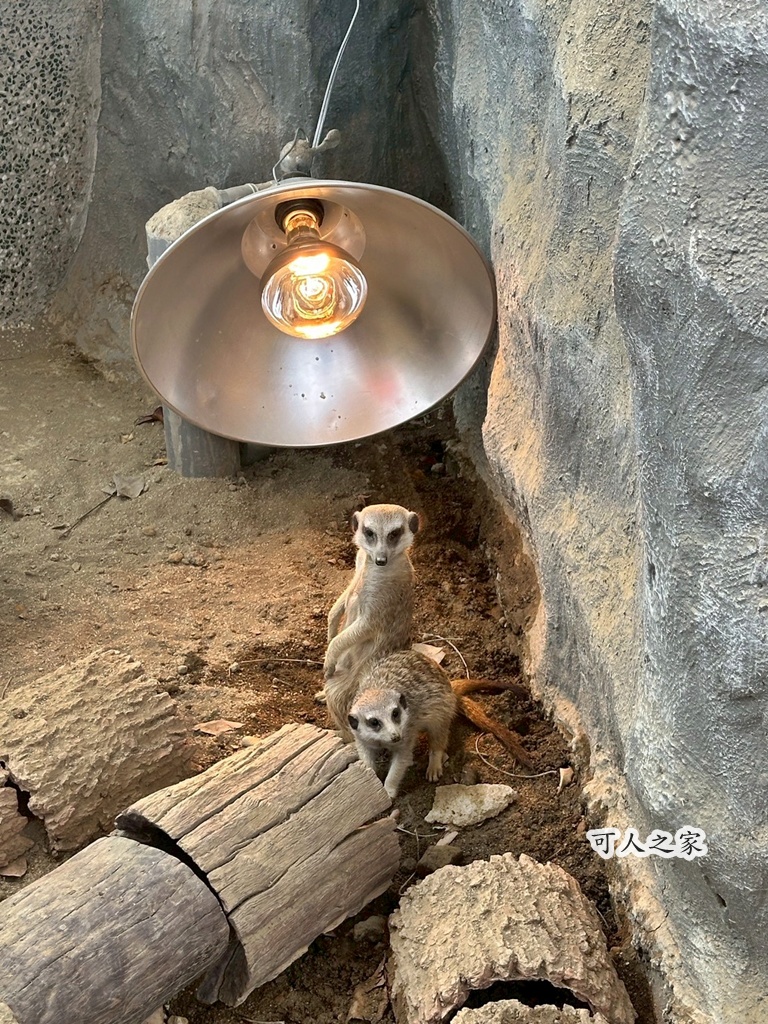 二趾樹懶,互動動物園,內門觀光,動物體驗,土撥鼠,小食蟻獸,栗翅鷹體驗,水豚餵食,狐獴,瓦萊黑鼻羊,親子活動,親近動物,野森動物學校,野森動物學校交通,野森動物學校心得,野森動物學校評價,野森動物學校門票,野森動物學校預約,預約制動物園,高雄假日去哪玩,高雄內門景點,高雄動物園,高雄必去景點,高雄戶外景點,高雄新景點,高雄旅遊,高雄狐狸互動,高雄萌寵園區,高雄親子景點,高雄野森動物學校 二趾樹懶,互動動物園,內門觀光,動物體驗,土撥鼠,小食蟻獸,栗翅鷹體驗,水豚餵食,狐獴,瓦萊黑鼻羊,親子活動,親近動物,野森動物學校,野森動物學校交通,野森動物學校心得,野森動物學校評價,野森動物學校門票,野森動物學校預約,預約制動物園,高雄假日去哪玩,高雄內門景點,高雄動物園,高雄必去景點,高雄戶外景點,高雄新景點,高雄旅遊,高雄狐狸互動,高雄萌寵園區,高雄親子景點,高雄野森動物學校