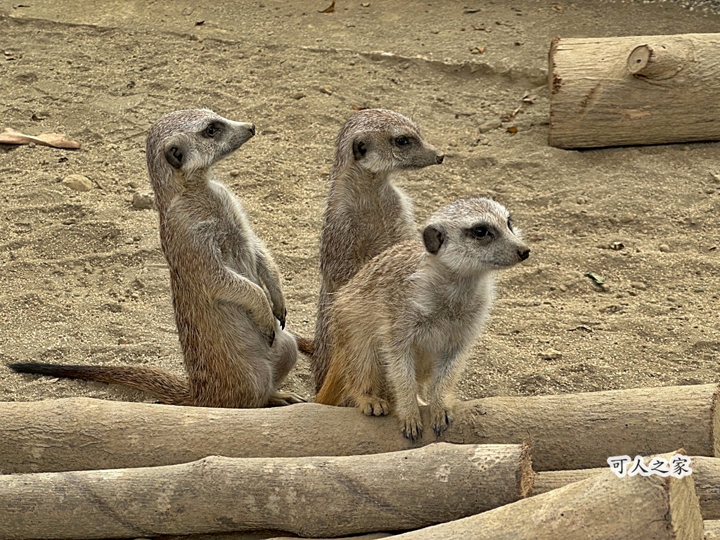 二趾樹懶,互動動物園,內門觀光,動物體驗,土撥鼠,小食蟻獸,栗翅鷹體驗,水豚餵食,狐獴,瓦萊黑鼻羊,親子活動,親近動物,野森動物學校,野森動物學校交通,野森動物學校心得,野森動物學校評價,野森動物學校門票,野森動物學校預約,預約制動物園,高雄假日去哪玩,高雄內門景點,高雄動物園,高雄必去景點,高雄戶外景點,高雄新景點,高雄旅遊,高雄狐狸互動,高雄萌寵園區,高雄親子景點,高雄野森動物學校 二趾樹懶,互動動物園,內門觀光,動物體驗,土撥鼠,小食蟻獸,栗翅鷹體驗,水豚餵食,狐獴,瓦萊黑鼻羊,親子活動,親近動物,野森動物學校,野森動物學校交通,野森動物學校心得,野森動物學校評價,野森動物學校門票,野森動物學校預約,預約制動物園,高雄假日去哪玩,高雄內門景點,高雄動物園,高雄必去景點,高雄戶外景點,高雄新景點,高雄旅遊,高雄狐狸互動,高雄萌寵園區,高雄親子景點,高雄野森動物學校