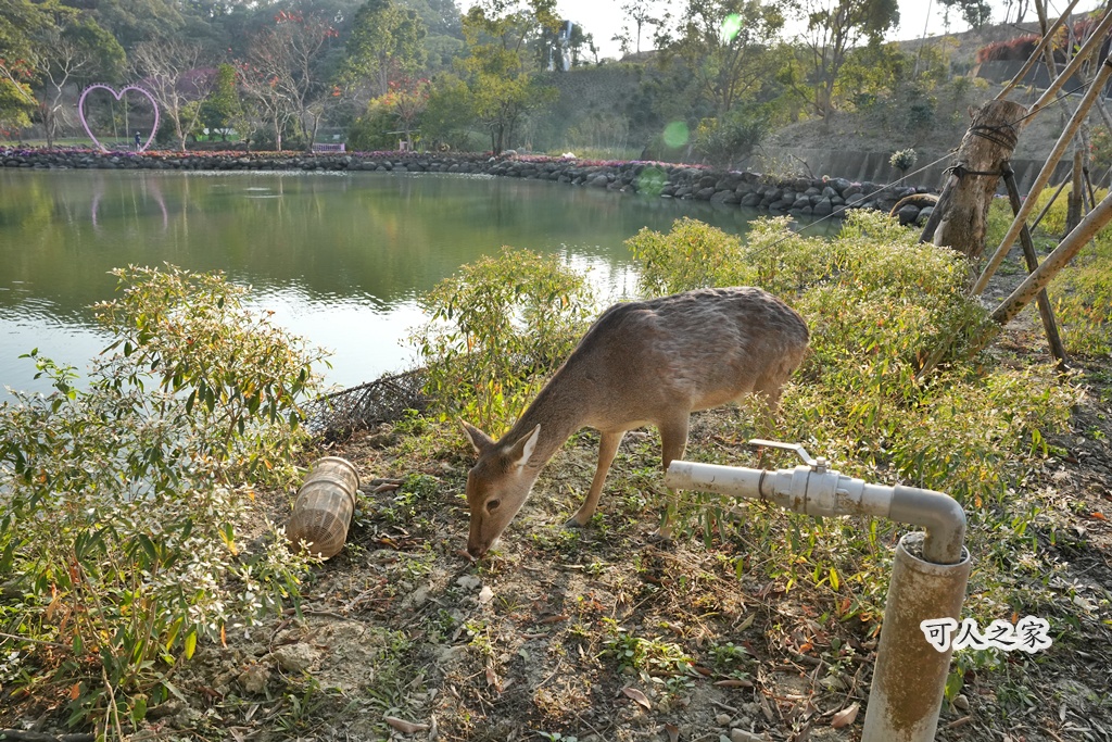 360度山景,九重葛,古坑景點,土匪寮,寵物友善,戶外景點,景觀餐廳,網美景點,親子景點,試營運,雲林古坑有風的地方,雲林新景點,雲林景點,麝香木花海