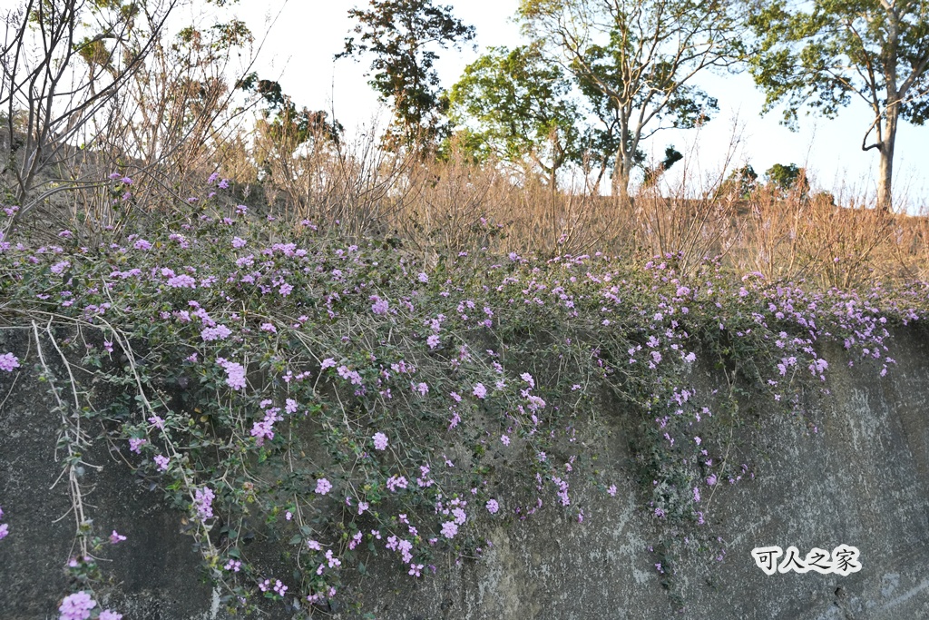 360度山景,九重葛,古坑景點,土匪寮,寵物友善,戶外景點,景觀餐廳,網美景點,親子景點,試營運,雲林古坑有風的地方,雲林新景點,雲林景點,麝香木花海 360度山景,九重葛,古坑景點,土匪寮,寵物友善,戶外景點,景觀餐廳,網美景點,親子景點,試營運,雲林古坑有風的地方,雲林新景點,雲林景點,麝香木花海