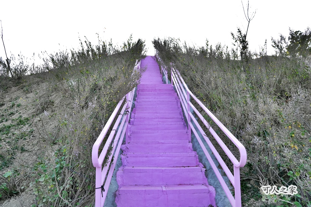 360度山景,九重葛,古坑景點,土匪寮,寵物友善,戶外景點,景觀餐廳,網美景點,親子景點,試營運,雲林古坑有風的地方,雲林新景點,雲林景點,麝香木花海 360度山景,九重葛,古坑景點,土匪寮,寵物友善,戶外景點,景觀餐廳,網美景點,親子景點,試營運,雲林古坑有風的地方,雲林新景點,雲林景點,麝香木花海