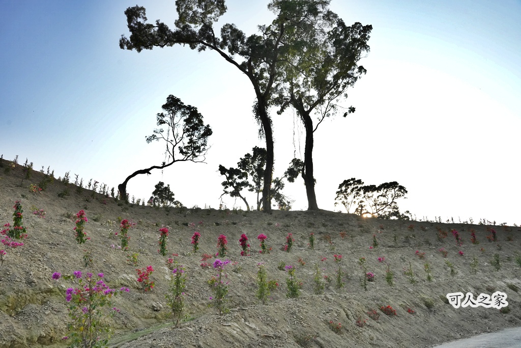360度山景,九重葛,古坑景點,土匪寮,寵物友善,戶外景點,景觀餐廳,網美景點,親子景點,試營運,雲林古坑有風的地方,雲林新景點,雲林景點,麝香木花海 360度山景,九重葛,古坑景點,土匪寮,寵物友善,戶外景點,景觀餐廳,網美景點,親子景點,試營運,雲林古坑有風的地方,雲林新景點,雲林景點,麝香木花海