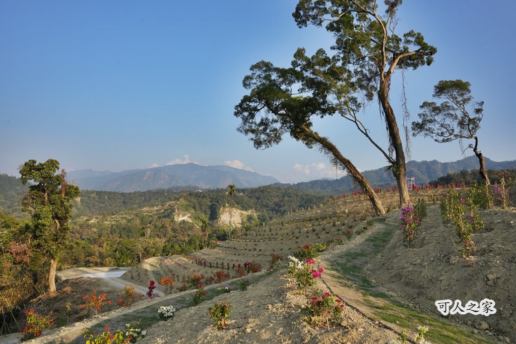 360度山景,九重葛,古坑景點,土匪寮,寵物友善,戶外景點,景觀餐廳,網美景點,親子景點,試營運,雲林古坑有風的地方,雲林新景點,雲林景點,麝香木花海 360度山景,九重葛,古坑景點,土匪寮,寵物友善,戶外景點,景觀餐廳,網美景點,親子景點,試營運,雲林古坑有風的地方,雲林新景點,雲林景點,麝香木花海