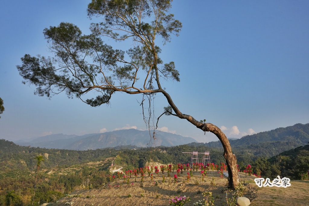 360度山景,九重葛,古坑景點,土匪寮,寵物友善,戶外景點,景觀餐廳,網美景點,親子景點,試營運,雲林古坑有風的地方,雲林新景點,雲林景點,麝香木花海 360度山景,九重葛,古坑景點,土匪寮,寵物友善,戶外景點,景觀餐廳,網美景點,親子景點,試營運,雲林古坑有風的地方,雲林新景點,雲林景點,麝香木花海