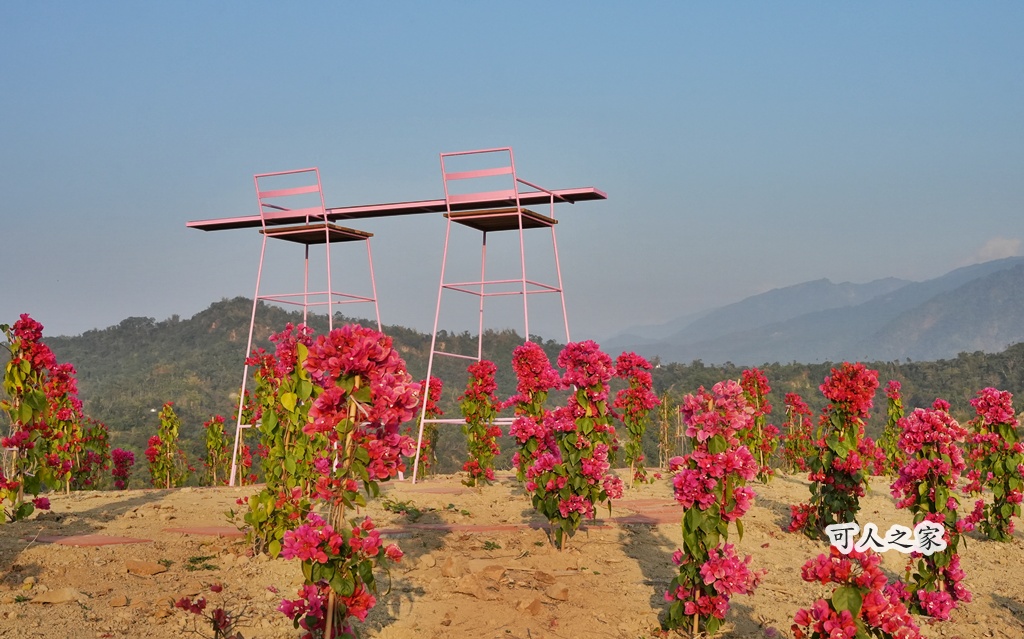 360度山景,九重葛,古坑景點,土匪寮,寵物友善,戶外景點,景觀餐廳,網美景點,親子景點,試營運,雲林古坑有風的地方,雲林新景點,雲林景點,麝香木花海 360度山景,九重葛,古坑景點,土匪寮,寵物友善,戶外景點,景觀餐廳,網美景點,親子景點,試營運,雲林古坑有風的地方,雲林新景點,雲林景點,麝香木花海