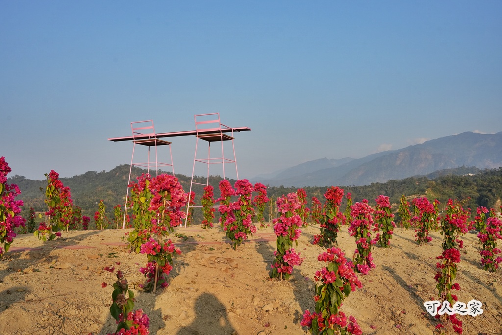 360度山景,九重葛,古坑景點,土匪寮,寵物友善,戶外景點,景觀餐廳,網美景點,親子景點,試營運,雲林古坑有風的地方,雲林新景點,雲林景點,麝香木花海 360度山景,九重葛,古坑景點,土匪寮,寵物友善,戶外景點,景觀餐廳,網美景點,親子景點,試營運,雲林古坑有風的地方,雲林新景點,雲林景點,麝香木花海