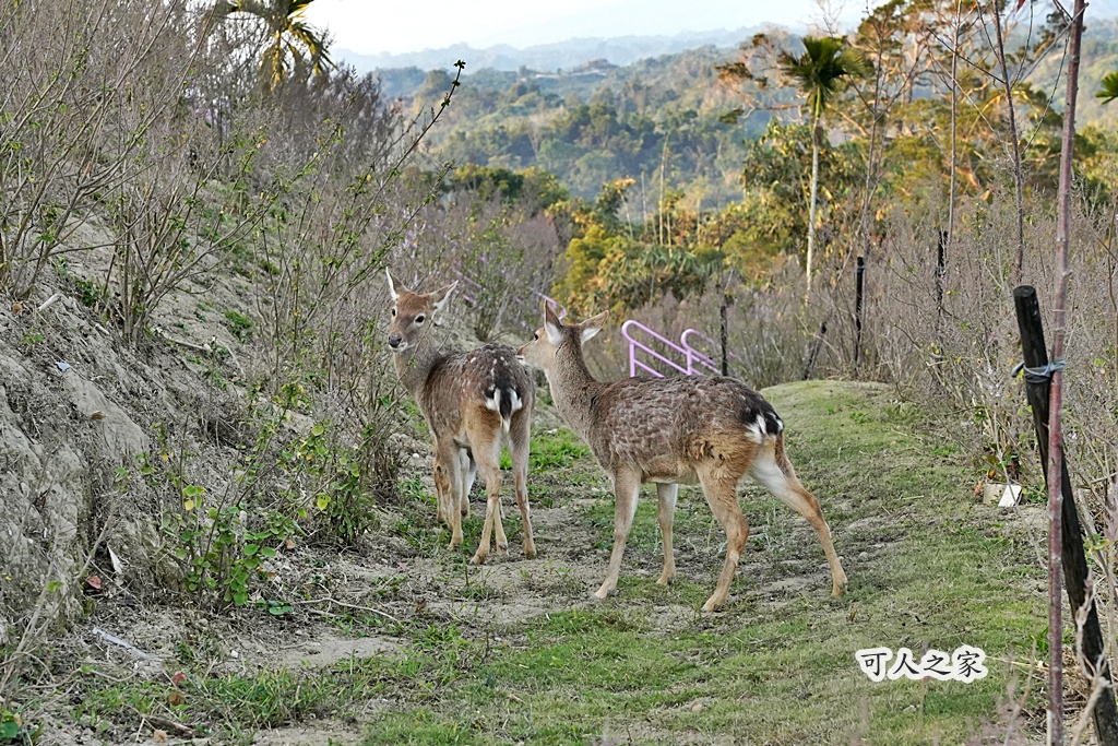 360度山景,九重葛,古坑景點,土匪寮,寵物友善,戶外景點,景觀餐廳,網美景點,親子景點,試營運,雲林古坑有風的地方,雲林新景點,雲林景點,麝香木花海 360度山景,九重葛,古坑景點,土匪寮,寵物友善,戶外景點,景觀餐廳,網美景點,親子景點,試營運,雲林古坑有風的地方,雲林新景點,雲林景點,麝香木花海