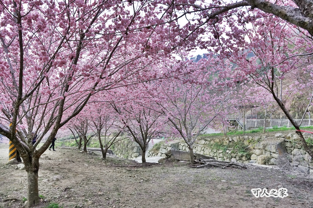 2025櫻花季,228連假,O型路線,九芎神木,五元兩角,古坑一日遊,古坑櫻花,峭壁雄風,森林療癒基地,櫻花季交通,櫻花季停車,櫻花季接駁車,櫻花拍照,櫻花林,櫻花管制,櫻花美食,水岸櫻花,無障礙景點,石壁櫻花,石壁美人谷,美人谷,花況,草嶺櫻花季,草嶺第一停車場,蘇家農場,蘇家農場美人谷,親子景點,賞櫻路線,雲嶺之丘,雲林一日遊,雲林石壁櫻花季,雲林賞櫻 2025櫻花季,228連假,O型路線,九芎神木,五元兩角,古坑一日遊,古坑櫻花,峭壁雄風,森林療癒基地,櫻花季交通,櫻花季停車,櫻花季接駁車,櫻花拍照,櫻花林,櫻花管制,櫻花美食,水岸櫻花,無障礙景點,石壁櫻花,石壁美人谷,美人谷,花況,草嶺櫻花季,草嶺第一停車場,蘇家農場,蘇家農場美人谷,親子景點,賞櫻路線,雲嶺之丘,雲林一日遊,雲林石壁櫻花季,雲林賞櫻