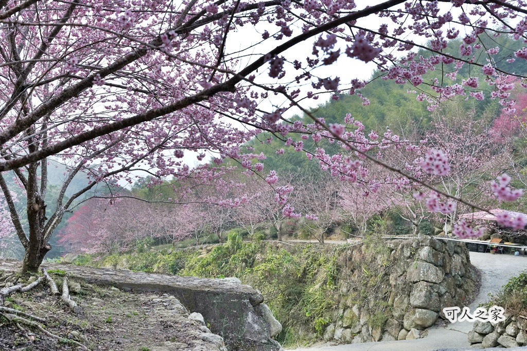 2025櫻花季,228連假,O型路線,九芎神木,五元兩角,古坑一日遊,古坑櫻花,峭壁雄風,森林療癒基地,櫻花季交通,櫻花季停車,櫻花季接駁車,櫻花拍照,櫻花林,櫻花管制,櫻花美食,水岸櫻花,無障礙景點,石壁櫻花,石壁美人谷,美人谷,花況,草嶺櫻花季,草嶺第一停車場,蘇家農場,蘇家農場美人谷,親子景點,賞櫻路線,雲嶺之丘,雲林一日遊,雲林石壁櫻花季,雲林賞櫻 2025櫻花季,228連假,O型路線,九芎神木,五元兩角,古坑一日遊,古坑櫻花,峭壁雄風,森林療癒基地,櫻花季交通,櫻花季停車,櫻花季接駁車,櫻花拍照,櫻花林,櫻花管制,櫻花美食,水岸櫻花,無障礙景點,石壁櫻花,石壁美人谷,美人谷,花況,草嶺櫻花季,草嶺第一停車場,蘇家農場,蘇家農場美人谷,親子景點,賞櫻路線,雲嶺之丘,雲林一日遊,雲林石壁櫻花季,雲林賞櫻