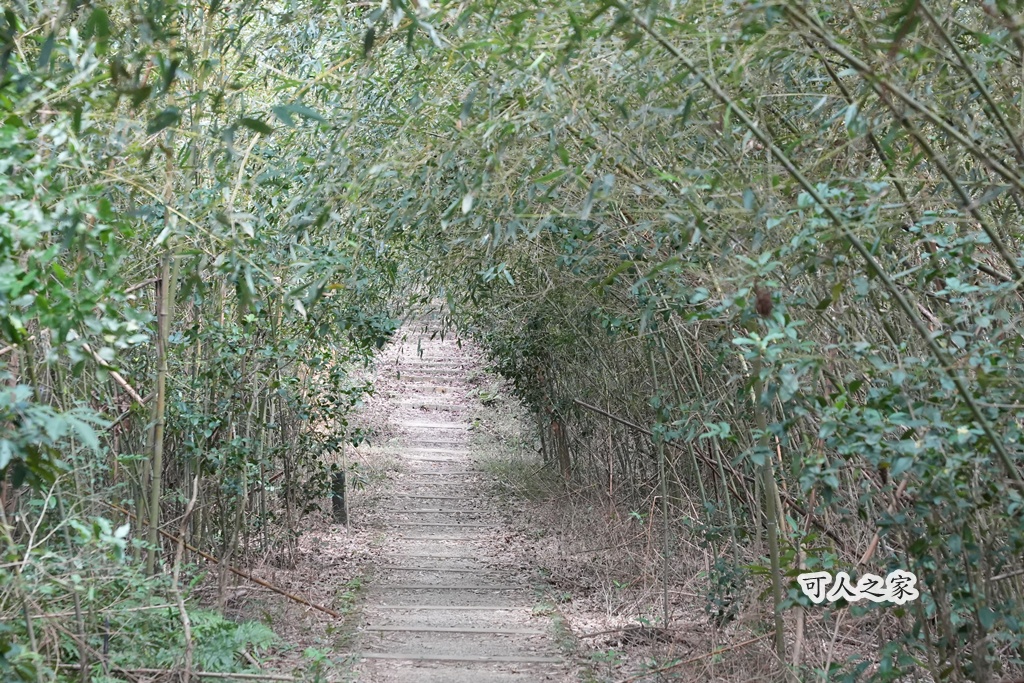 三灣老銃櫃步道,竹林步道,龍貓隧道 三灣老銃櫃步道,竹林步道,龍貓隧道