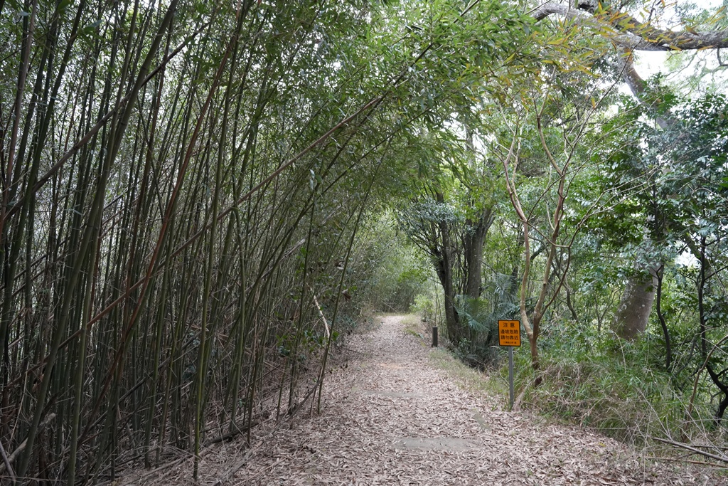 三灣老銃櫃步道,竹林步道,龍貓隧道 三灣老銃櫃步道,竹林步道,龍貓隧道