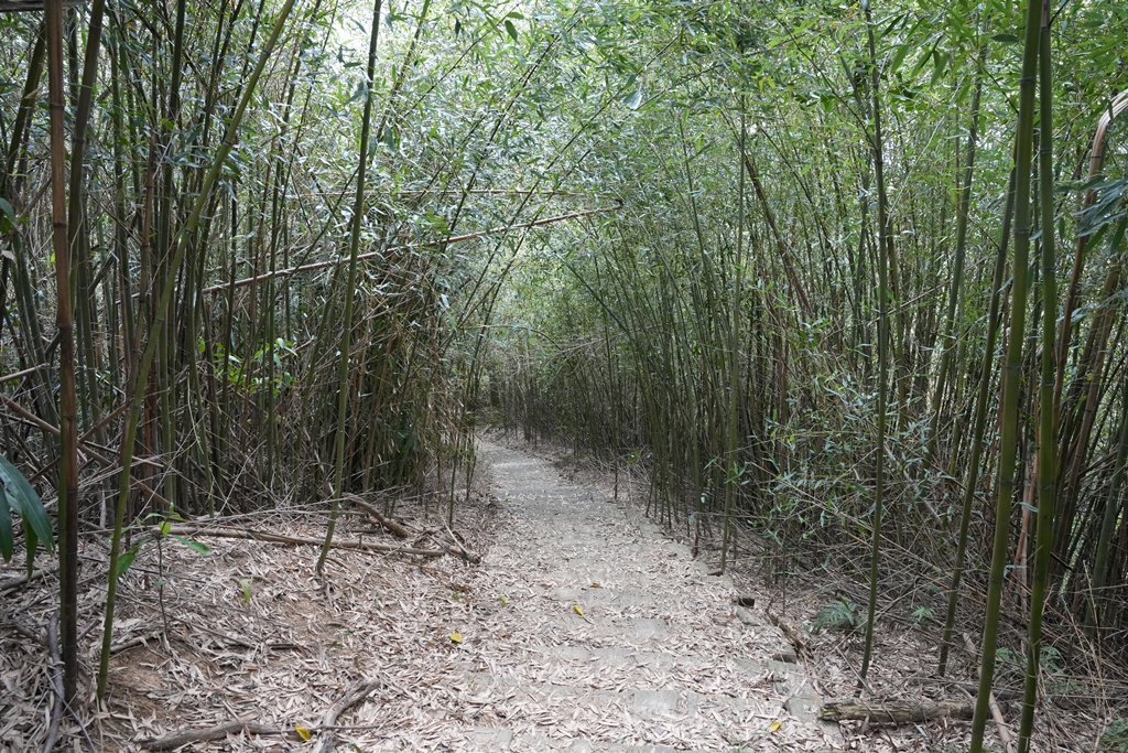 三灣老銃櫃步道,竹林步道,龍貓隧道 三灣老銃櫃步道,竹林步道,龍貓隧道