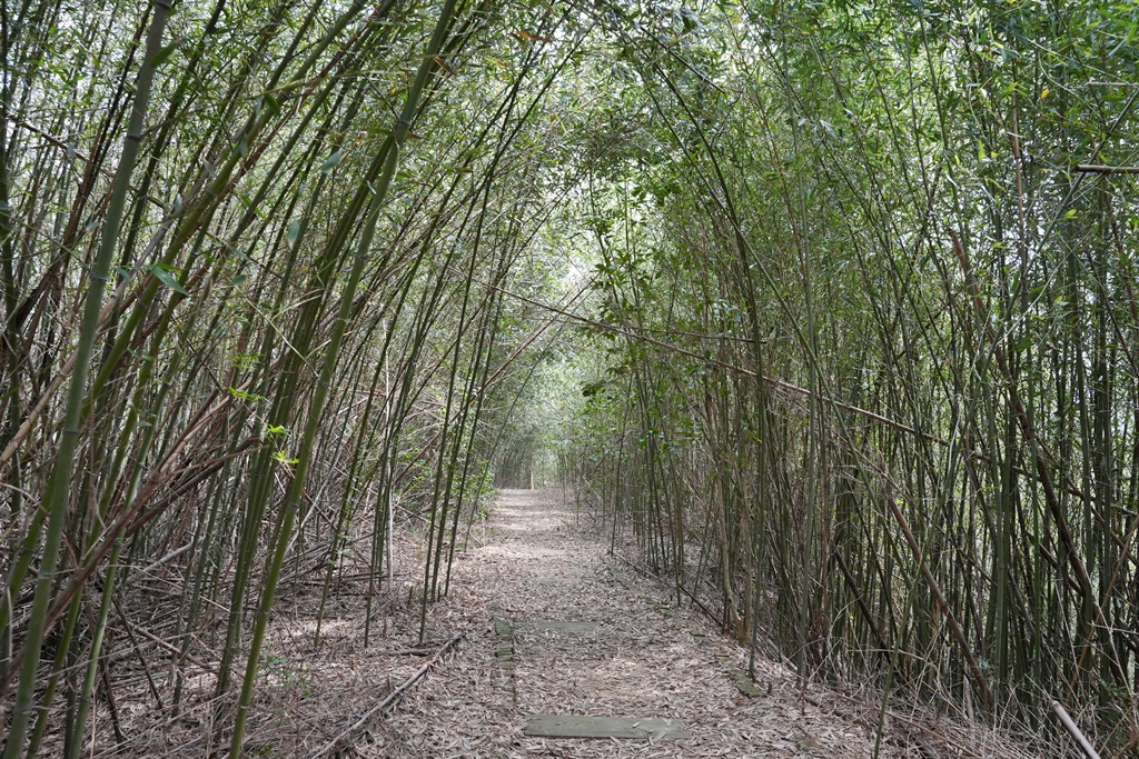 三灣老銃櫃步道,竹林步道,龍貓隧道