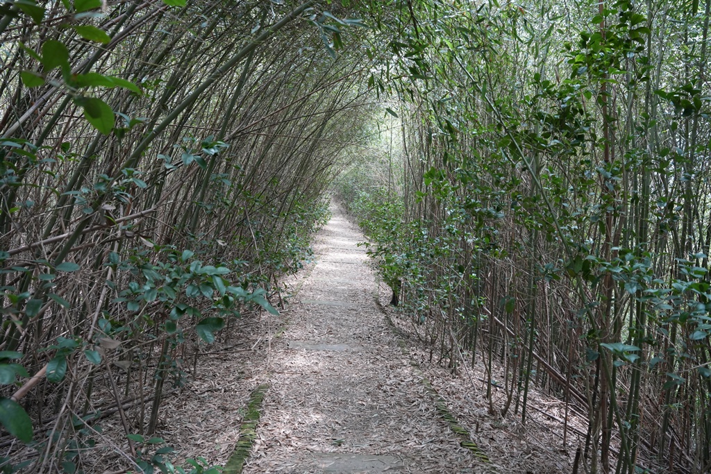 三灣老銃櫃步道,竹林步道,龍貓隧道 三灣老銃櫃步道,竹林步道,龍貓隧道