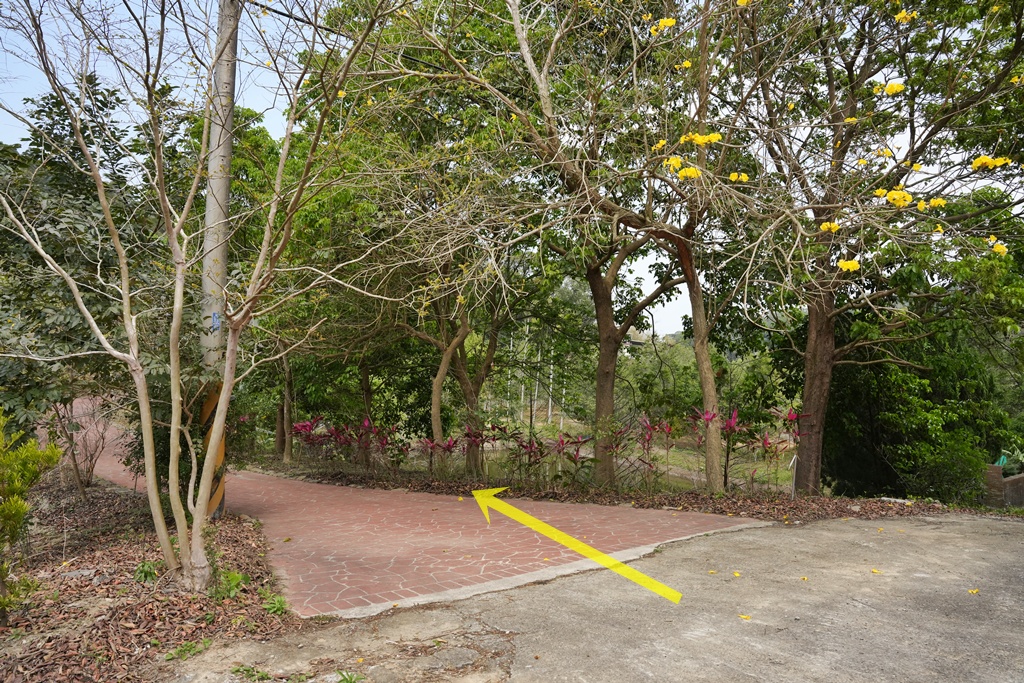 三灣老銃櫃步道,竹林步道,龍貓隧道