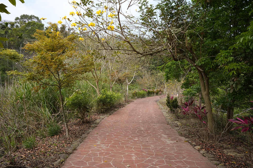 三灣老銃櫃步道,竹林步道,龍貓隧道