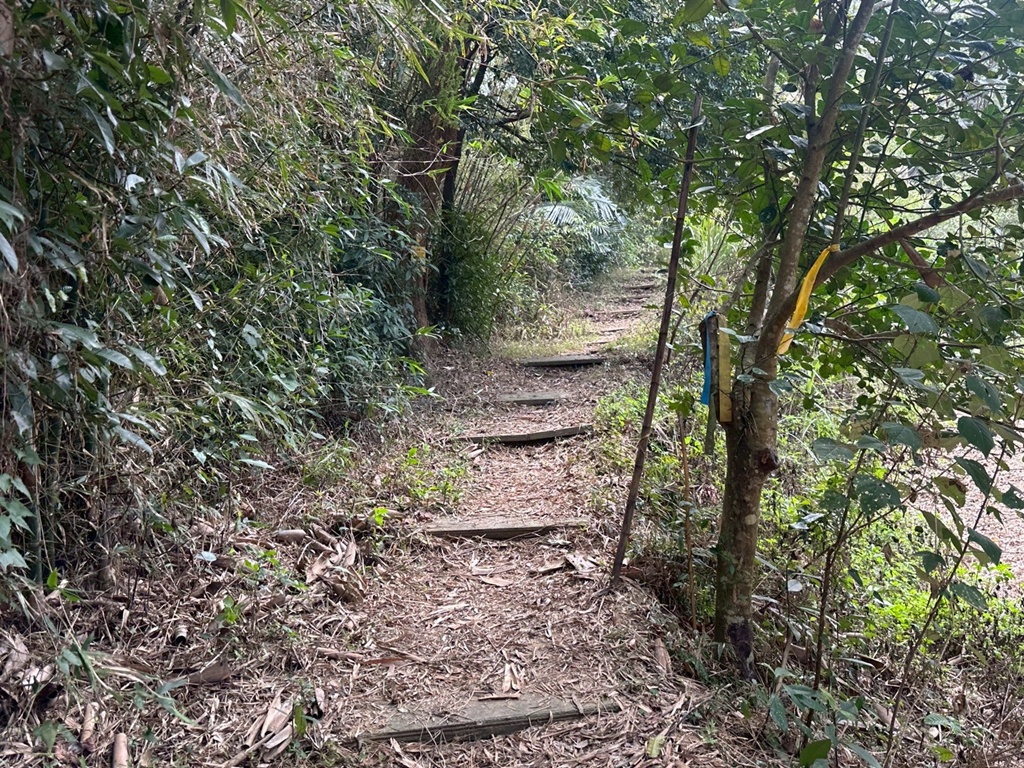 三灣老銃櫃步道,竹林步道,龍貓隧道 三灣老銃櫃步道,竹林步道,龍貓隧道