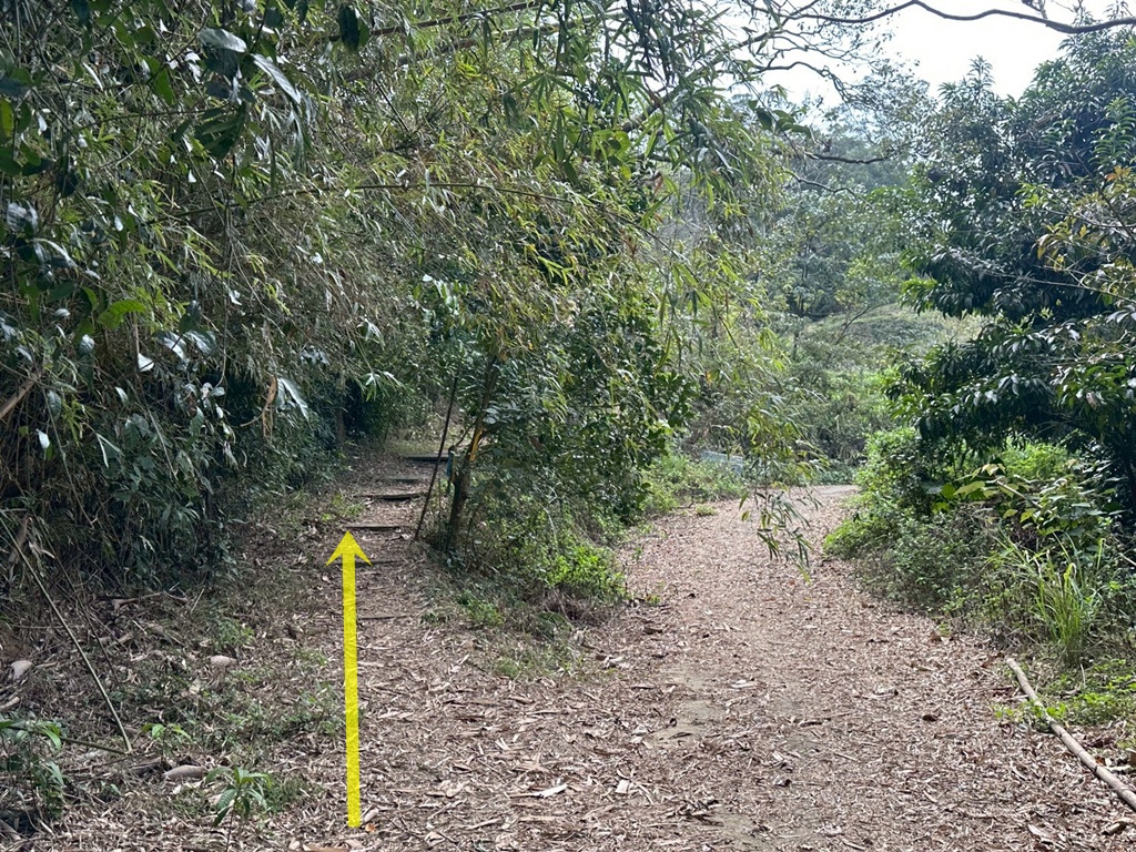 三灣老銃櫃步道,竹林步道,龍貓隧道