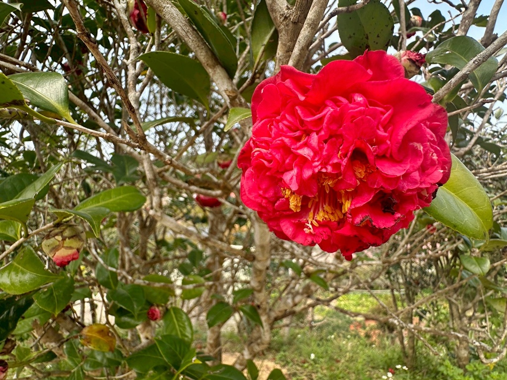 三灣老銃櫃步道,竹林步道,龍貓隧道 三灣老銃櫃步道,竹林步道,龍貓隧道