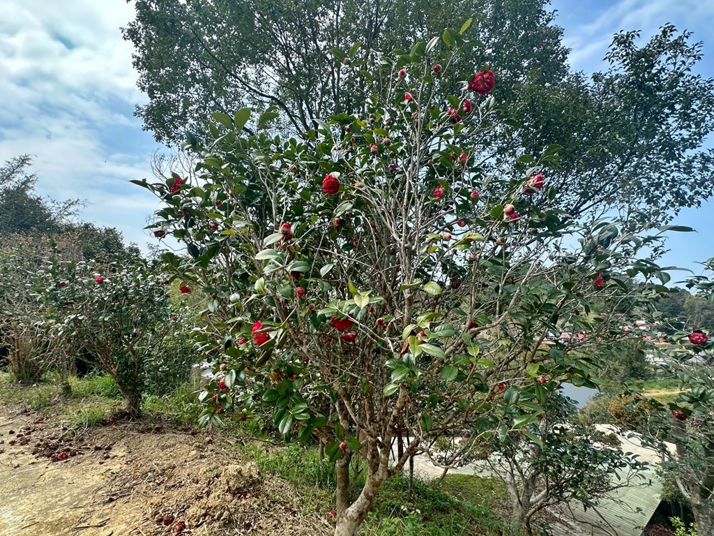 三灣老銃櫃步道,竹林步道,龍貓隧道 三灣老銃櫃步道,竹林步道,龍貓隧道