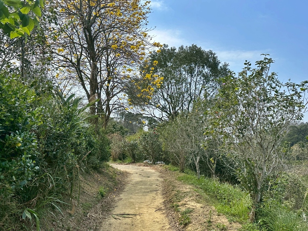 三灣老銃櫃步道,竹林步道,龍貓隧道