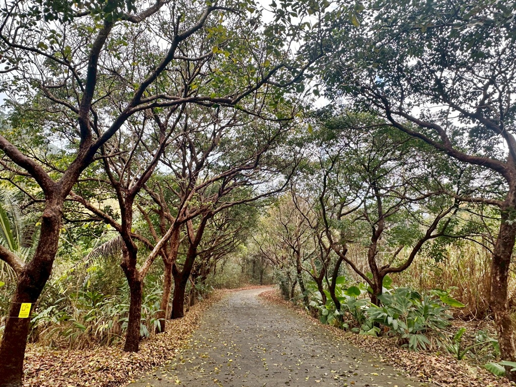俯瞰景觀。,受天宮,坑內坑步道,彰化一日遊,彰化二水,彰化賞花,百年古道,親子步道,豐柏廣場,黃花風鈴木 俯瞰景觀。,受天宮,坑內坑步道,彰化一日遊,彰化二水,彰化賞花,百年古道,親子步道,豐柏廣場,黃花風鈴木